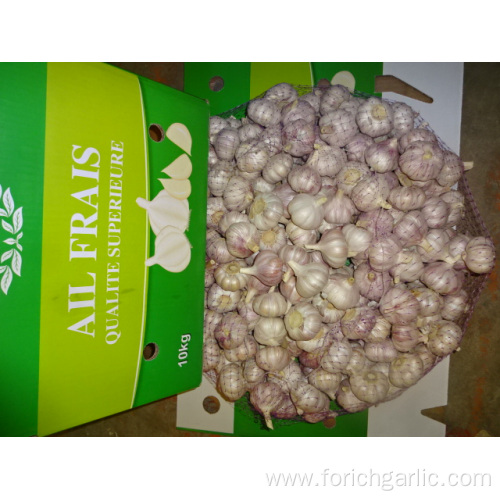 Normal Fresh White Garlic Price